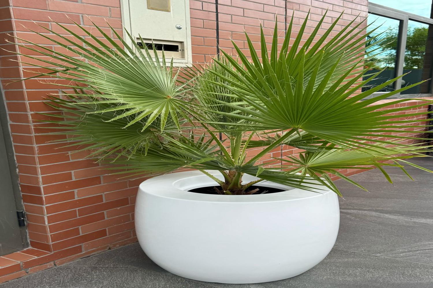 resized_palmeira_1500x1000