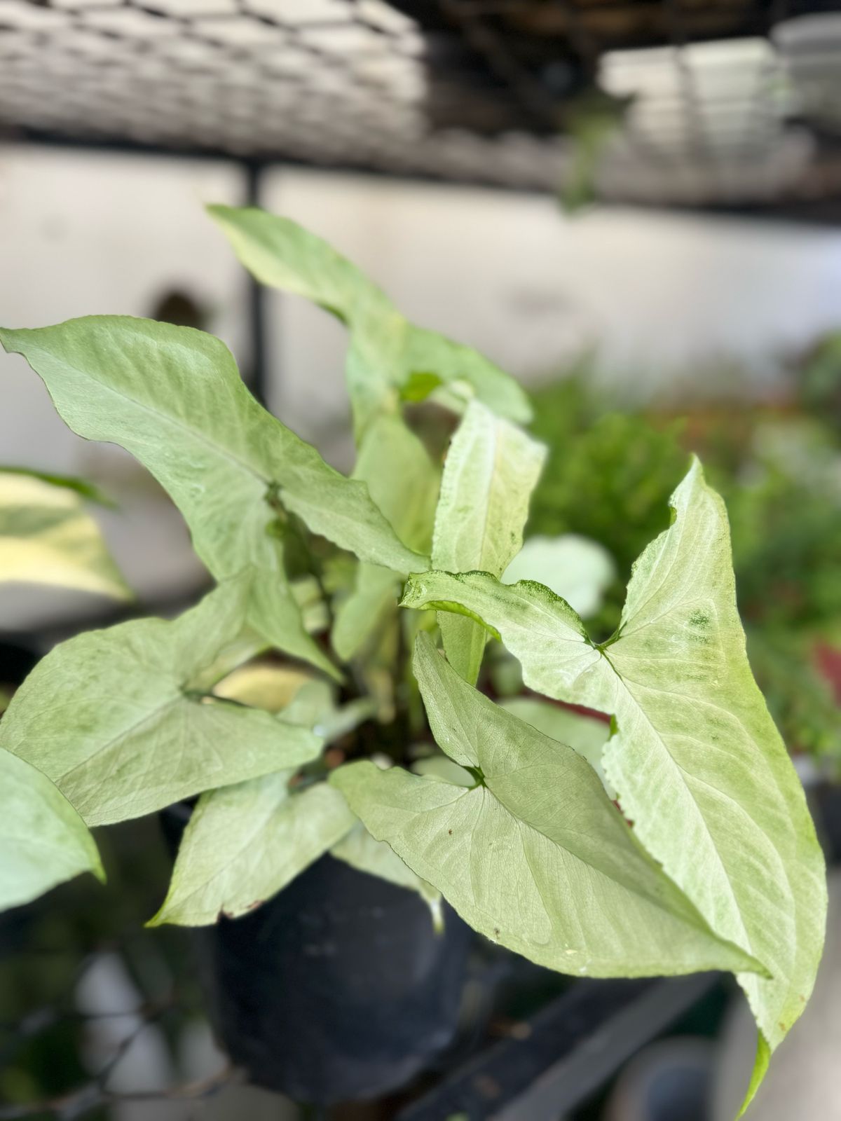 WhatsApp Image 2025-03-28 at 16.05.10 (1)