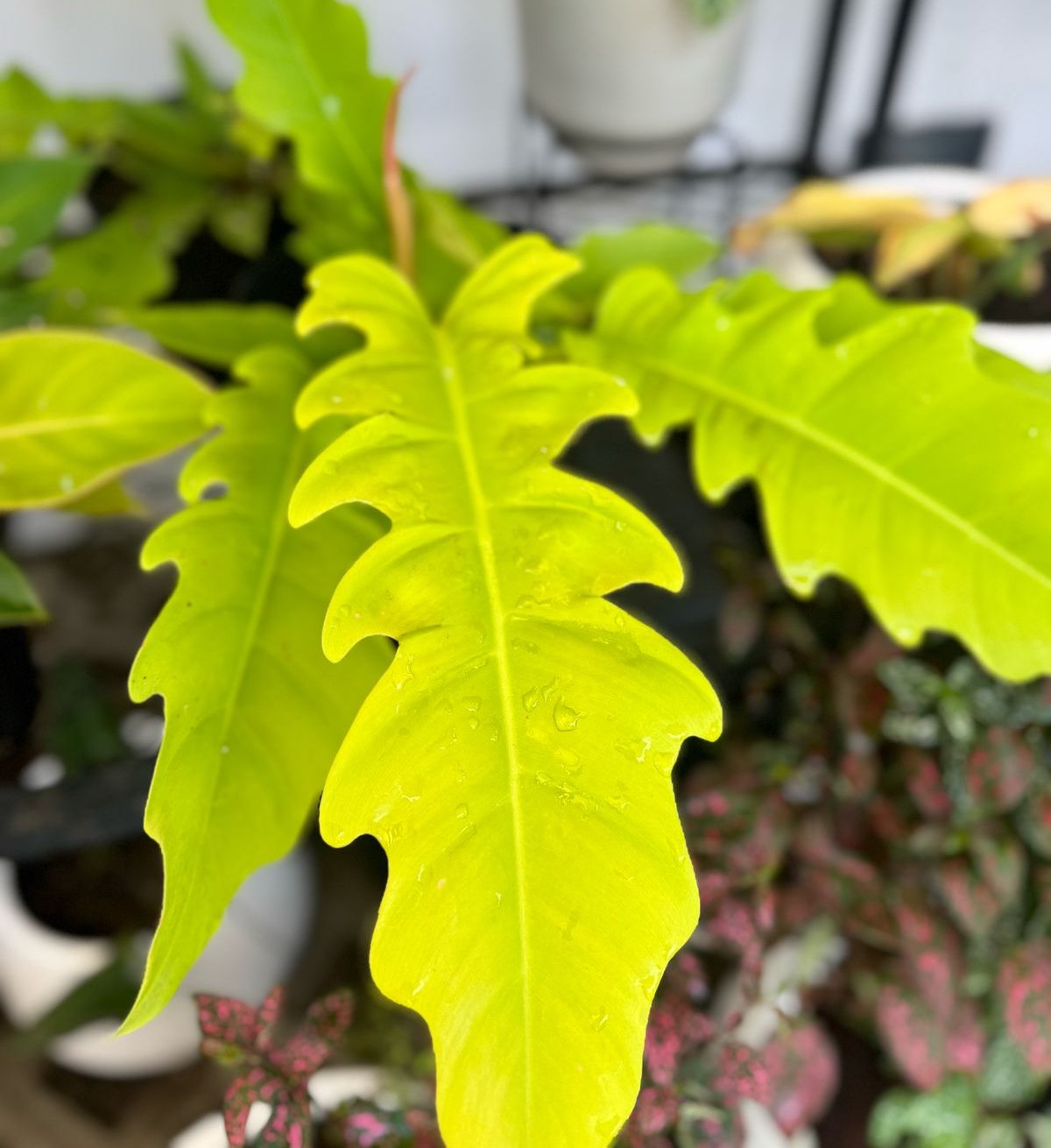 WhatsApp Image 2025-03-28 at 16.05.10 (2)