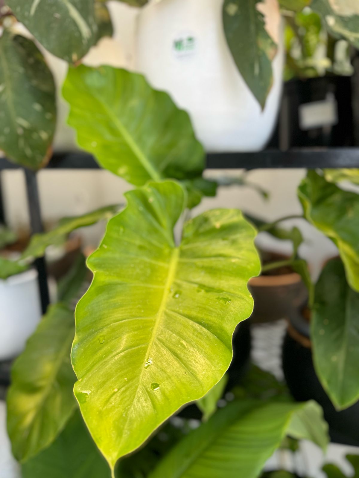 WhatsApp Image 2025-03-28 at 16.05.10