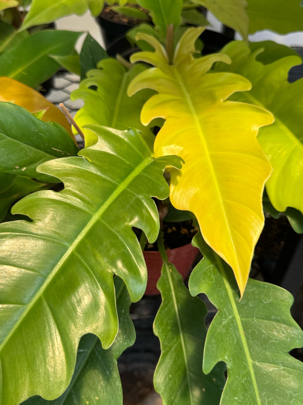 WhatsApp Image 2025-03-28 at 16.05.11