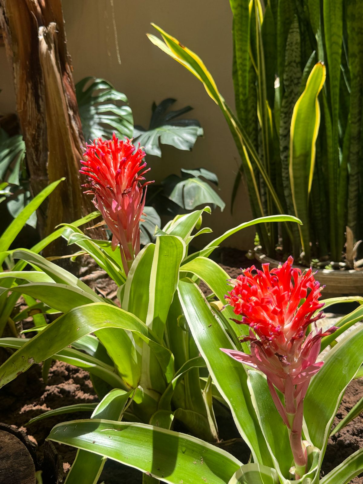 WhatsApp Image 2025-03-28 at 16.05.44 (1)