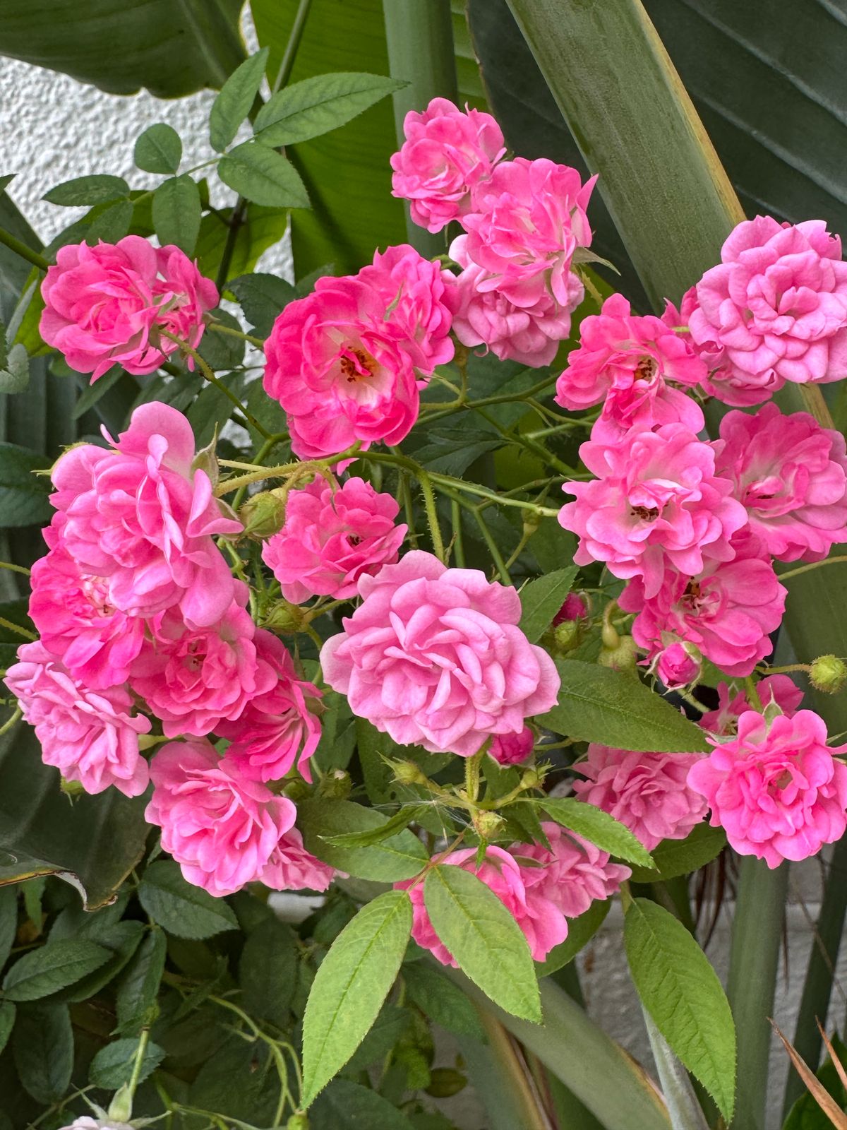 WhatsApp Image 2025-03-28 at 16.06.59 (2)