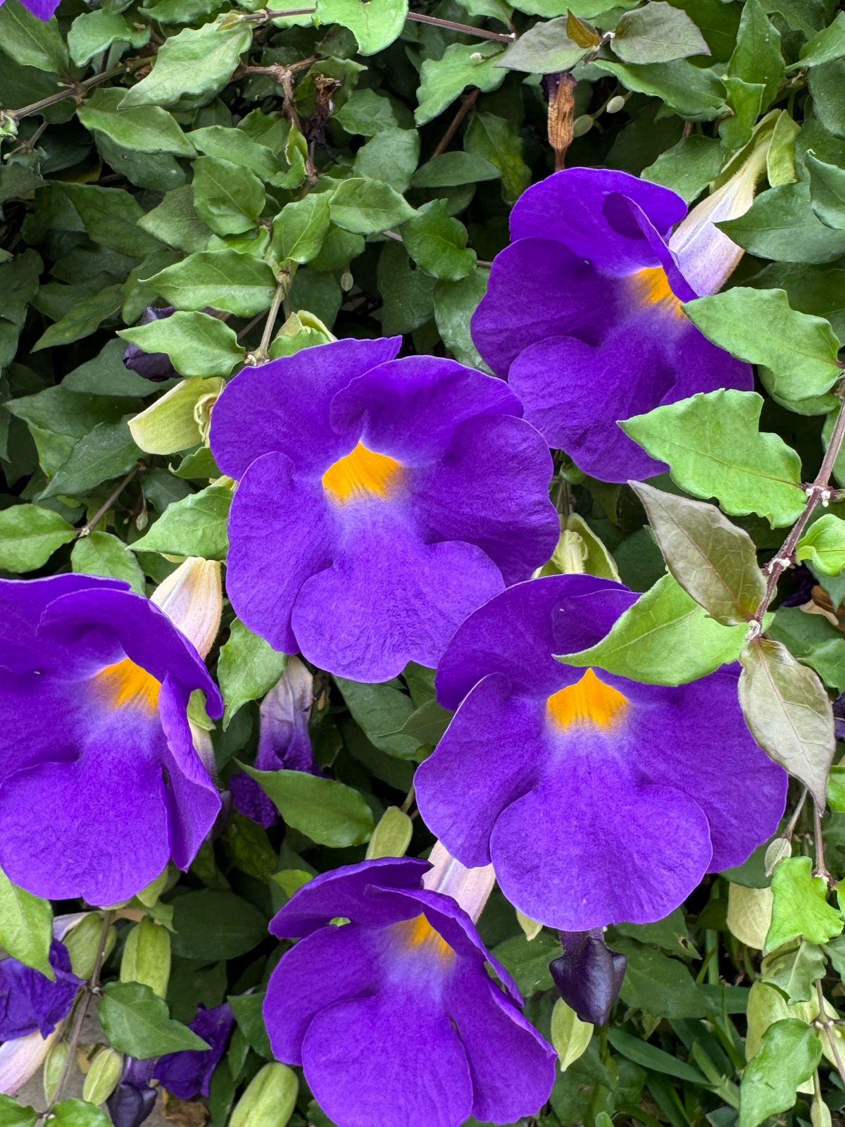 WhatsApp Image 2025-03-28 at 16.07.02