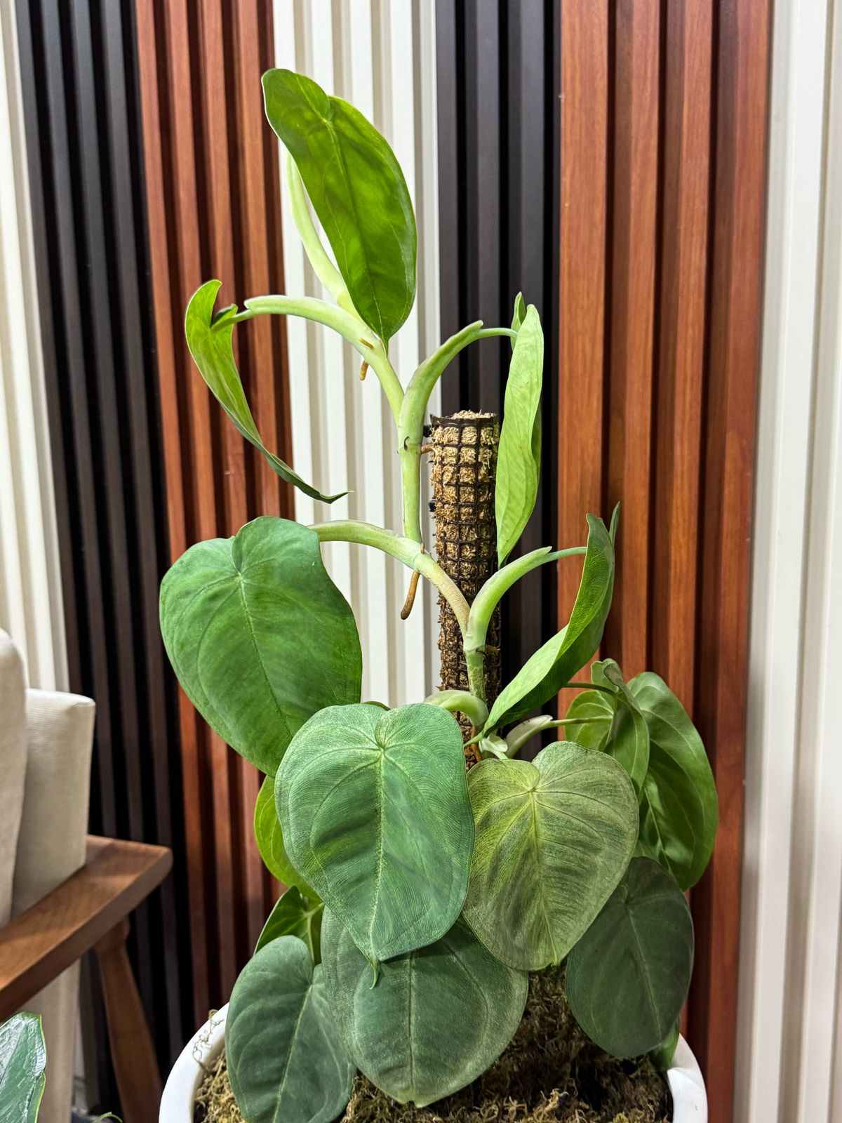 WhatsApp Image 2025-03-28 at 16.17.46