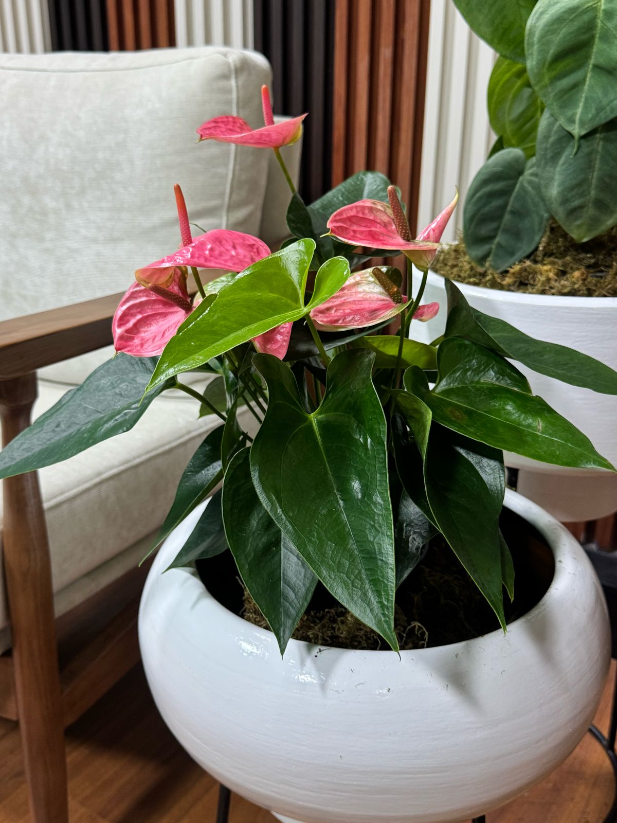 WhatsApp Image 2025-03-28 at 16.17.47